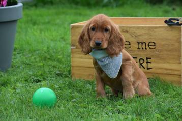 Engelse cocker spaniel pups beschikbaar voor biedingen