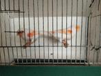 Rode Mozaiëk Kanaries, Dieren en Toebehoren, Vogels | Kanaries, Kleurkanarie
