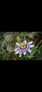 Winterharde Passiflora, Tuin en Terras, Ophalen, Vaste plant, Halfschaduw, Klimplanten