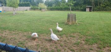 Frankische landgans beschikbaar voor biedingen