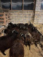 Heidschnucke schapen