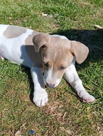 Jack Russell reutje - vrij van erfelijke gebreken  beschikbaar voor biedingen