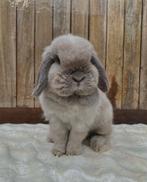 Infirmière Minilop, Animaux & Accessoires, Lapins