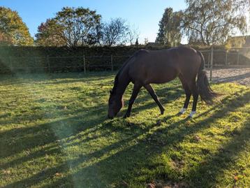 Welsh Brookmare 5 ans disponible aux enchères