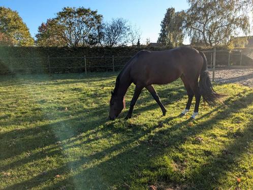 Welsh Brookmare 5 ans, Animaux & Accessoires, Poneys, Jument, L, Poney D (1.37 m à 1.48m), Poney de dressage, 3 à 6 ans, Avec pedigree