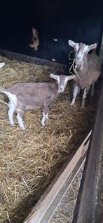 Toggenburger mieke met stamboek, Dieren en Toebehoren, Schapen, Geiten en Varkens, Vrouwelijk, Geit, 0 tot 2 jaar