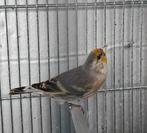 Distelvink x Kanarie, Dieren en Toebehoren, Vogels | Kanaries