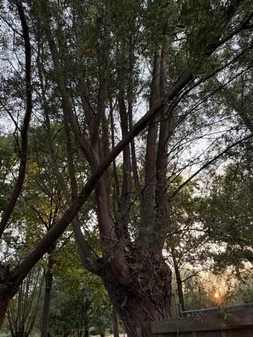 Brandhout beschikbaar voor biedingen