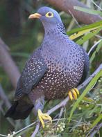 Olijfduiven, Dieren en Toebehoren, Vogels | Overige Vogels, Geringd