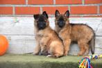Prachtige Tervurense Herder pups, Plusieurs, Parvovirose, Belgique, Berger