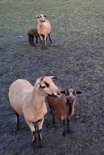 Kameroen moeder en ooilam, Dieren en Toebehoren, Schapen, Geiten en Varkens