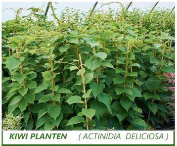 PLANTES DE KIWI variétés « JENNY » et « SOLO » = 7,5 €/pièce