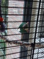 Pyrrhura poppen, Animaux & Accessoires, Oiseaux | Perruches & Perroquets