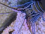 Langoust
