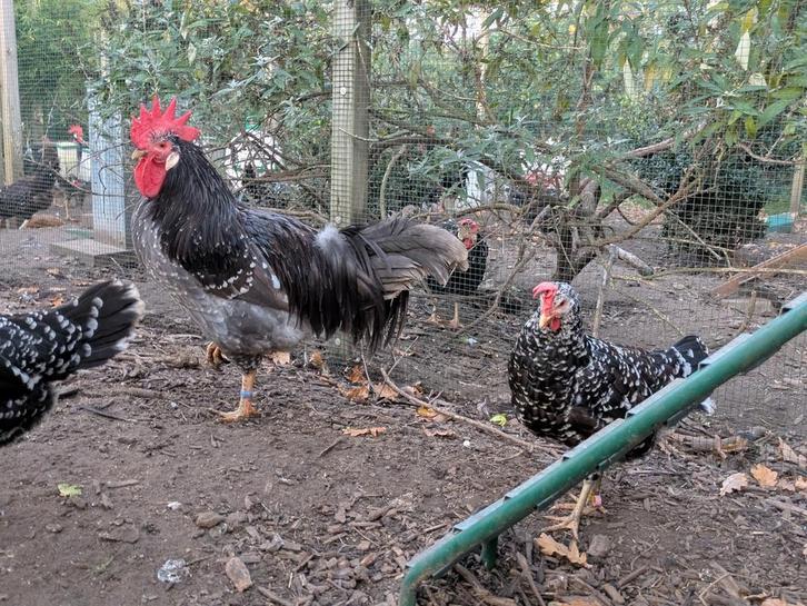 Koppel Ancona's, Dieren en Toebehoren, Pluimvee, Kip, Meerdere dieren
