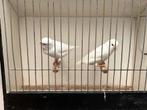 Witte kanaries, Dieren en Toebehoren, Vogels | Kanaries