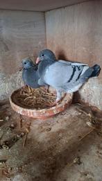 12 jonge duiven geringd klaar om gespeend te worden