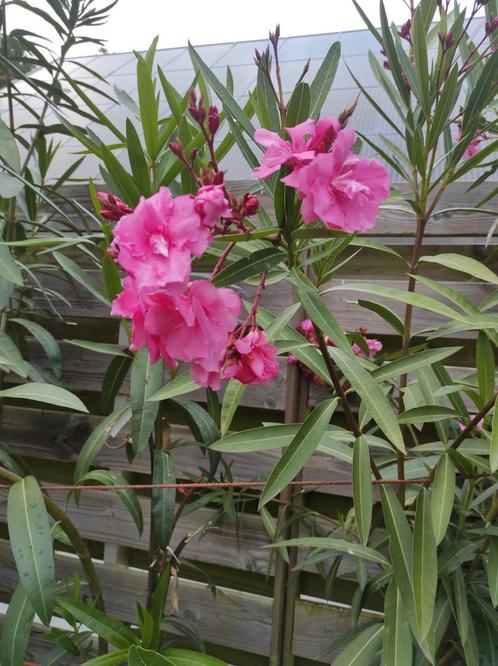 Oleander, Tuin en Terras, Planten | Tuinplanten, Ophalen