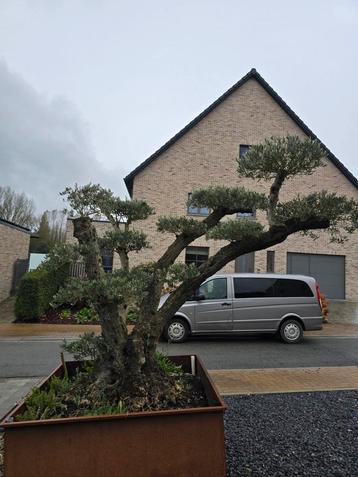 Olijfboom in ijzeren bak 1.5x1.5x 0.8, Tuin en Terras, Ophalen