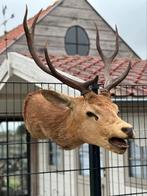 Hertenkop opgezette brullend hert, Ophalen of Verzenden