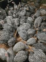 Hanen Mechelse koekoek, Dieren en Toebehoren, Pluimvee