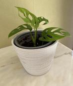 Plante monstera deliciosa, Ombre partielle, Plante verte, Enlèvement ou Envoi, Moins de 100 cm