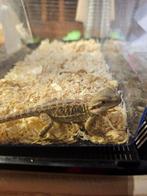 Jonge baardagaam, Dieren en Toebehoren, Reptielen en Amfibieën