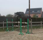 Buitenkans beloftevolle BWP ruin, Hongre, Débourré, Avec pedigree, 160 à 165 cm