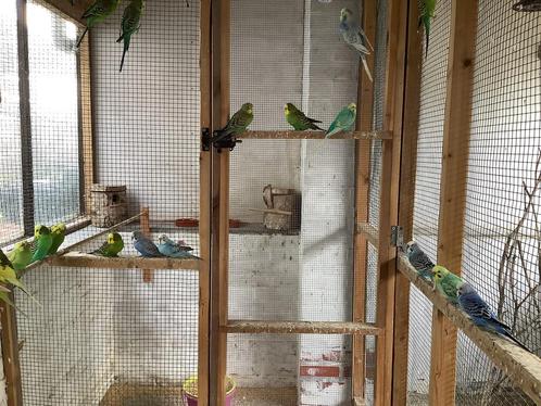 Kleurijke grasparkieten, Dieren en Toebehoren, Vogels | Parkieten en Papegaaien, Parkiet, Meerdere dieren, Geringd