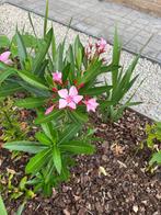 Winterharde roze oleanders, Tuin en Terras, Planten | Tuinplanten, Volle zon, Vaste plant, Zomer, Ophalen