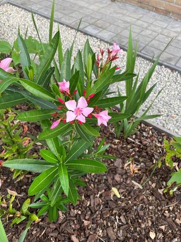 Winterharde roze oleanders beschikbaar voor biedingen