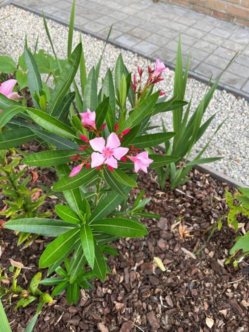 Winterharde roze oleanders, Tuin en Terras, Planten | Tuinplanten, Vaste plant, Overige soorten, Volle zon, Zomer, Ophalen
