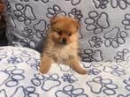 chiots adolescents Keeshond de classe moyenne, Un chien, Loulou, Belgique, Parvovirose