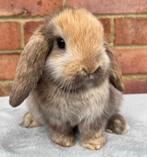 Tamme raszuivere Nederlandse dwerghangoren, Dieren en Toebehoren