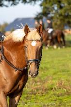 8-jarige allround merrie, Dieren en Toebehoren, Paarden, Minder dan 160 cm, Niet van toepassing, 7 tot 10 jaar, Recreatiepaard