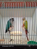 Pyrrhura molinae split mint, Dieren en Toebehoren, Geringd