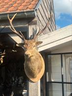 Jacht trofee taxidermie hertenkop, Antiek en Kunst, Ophalen of Verzenden