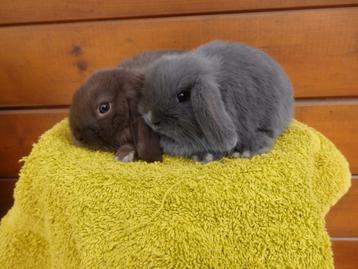 nhd, koppeltje, Dieren en Toebehoren, Meerdere dieren, Dwerg, Hangoor, 0 tot 2 jaar