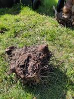 Bananenplant, Tuin en Terras, Ophalen, Vaste plant, Overige soorten