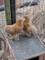 Cochin kriel, Dieren en Toebehoren, Pluimvee