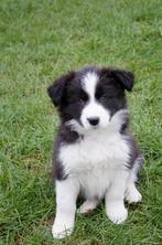 Border collie puppies geboren op boerderij, Parvo, België, Particulier, 8 tot 15 weken