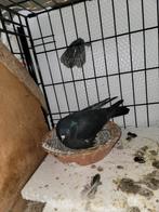 Arab takla duiven, Dieren en Toebehoren, Vogels | Overige Vogels