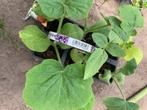 Plantjes van pompoen. Verschillende soorten., Tuin en Terras, Planten | Tuinplanten, Ophalen