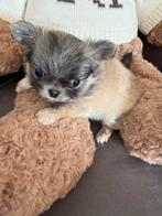 Prachtige chihuahua reutje, Dieren en Toebehoren, CDV (hondenziekte), België, Fokker | Hobbymatig, Reu