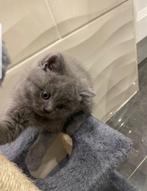 British shorthair, Animaux & Accessoires, Chatte ou Chat, Vermifugé, 0 à 2 ans