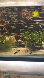 Guppy mix actie 8 voor 10€, Dieren en Toebehoren