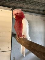 1-1 lutino rosé kaketoes, Meerdere dieren, Papegaai, Geringd