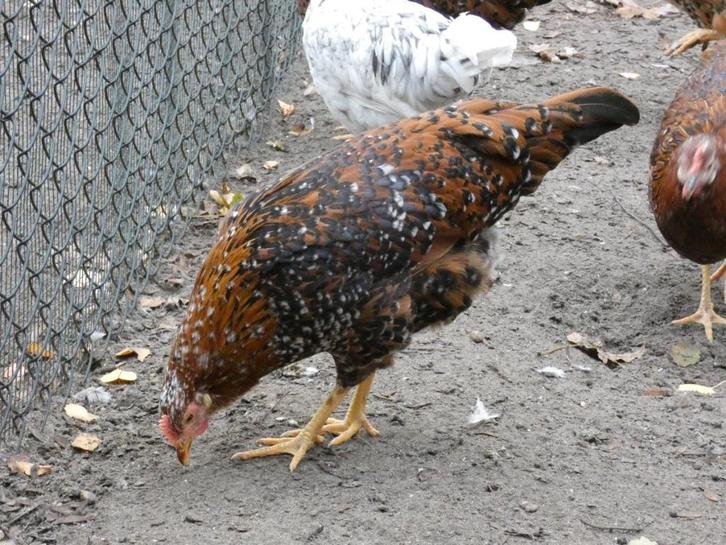 laatste 2 hennen leghorn porselein, Dieren en Toebehoren, Pluimvee, Kip, Vrouwelijk