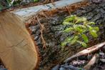 Droge houtmix voor winter 2024 / 2025, Tuin en Terras, Ophalen of Verzenden, Eikenhout, Blokken