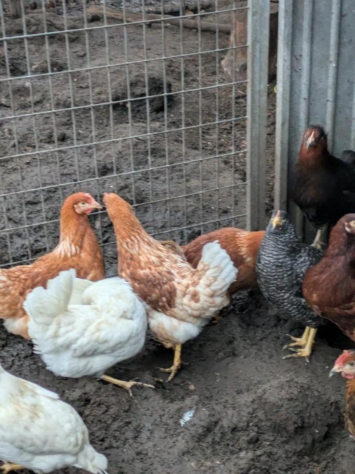 bruine legkippen, Dieren en Toebehoren, Pluimvee